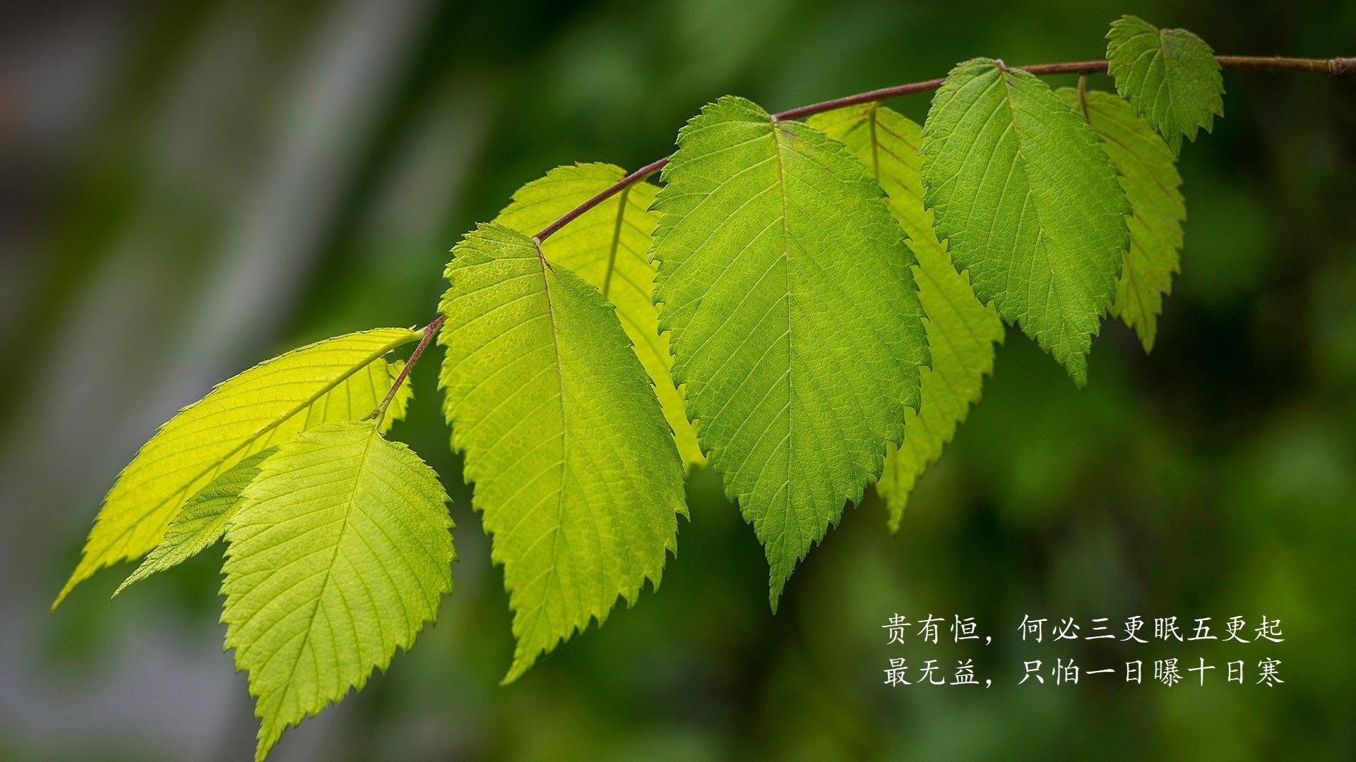 欧冠足球金句：那些令人振奋或调侃的名言，足球界经典语录