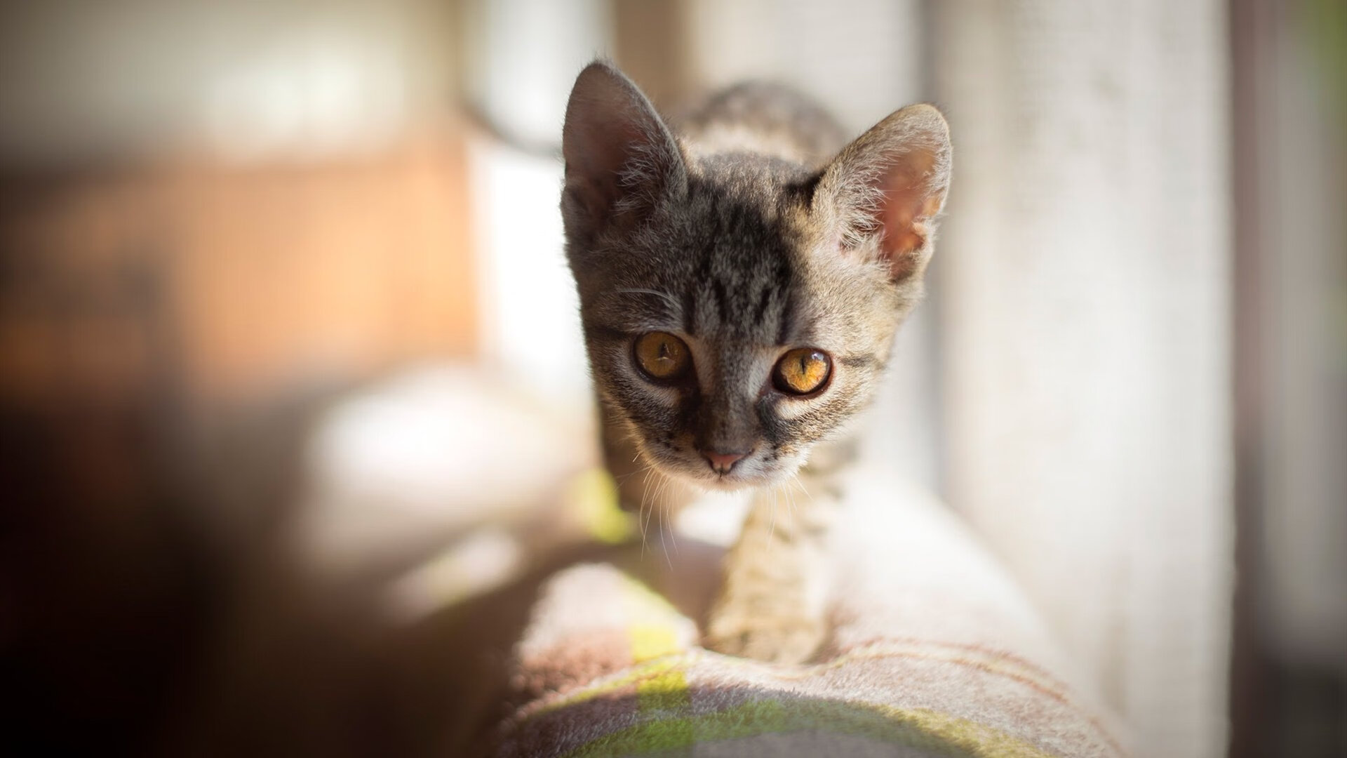 篮球专项技能动作规范化训练标准制定与实践,篮球专项技术讲解