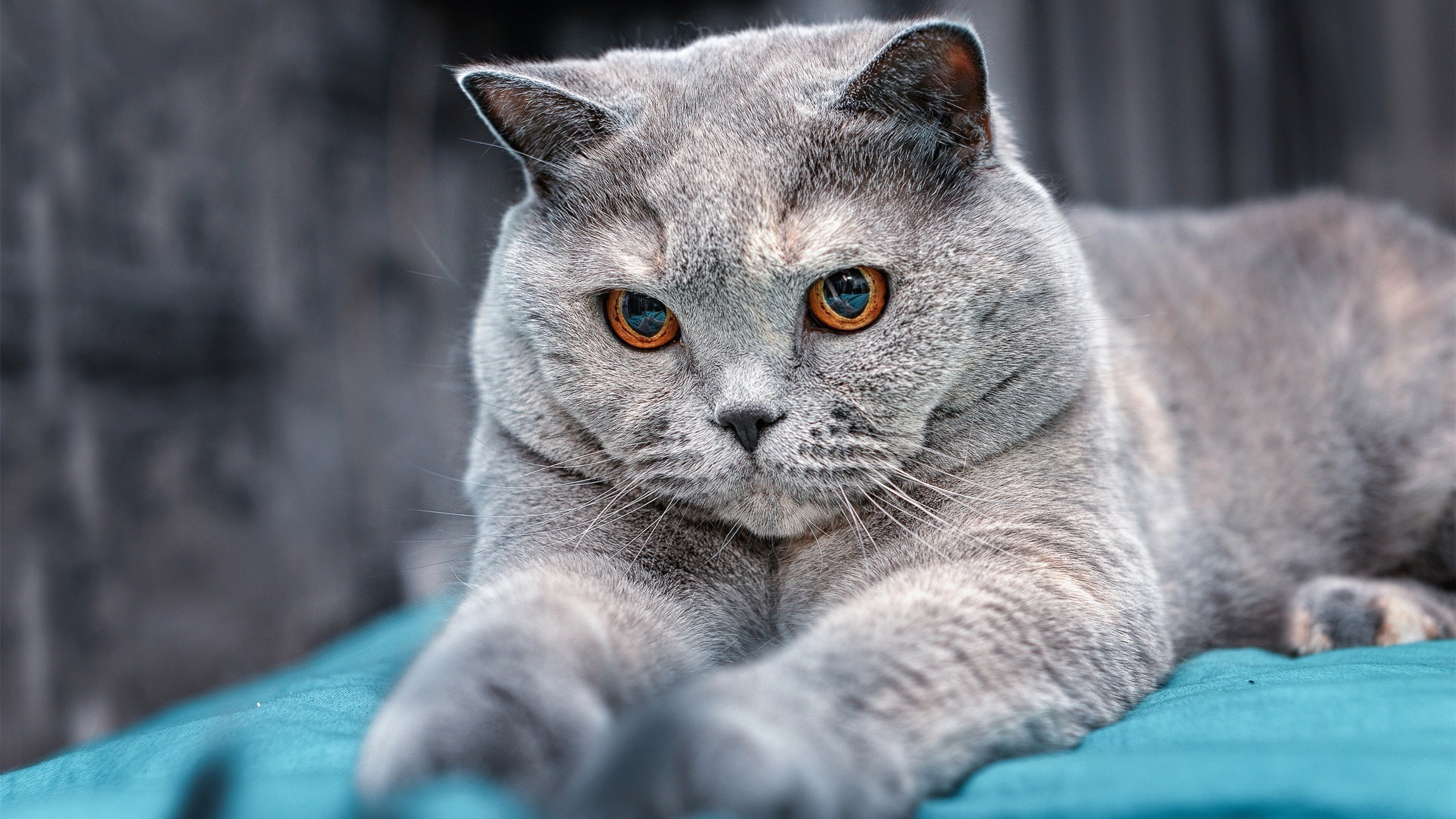 篮球运动员专项技能训练方法创新与应用,篮球专项技能展示