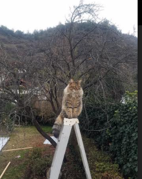 CBA联盟加强裁判评估机制确保比赛公正性，cba联赛裁判员执裁原则