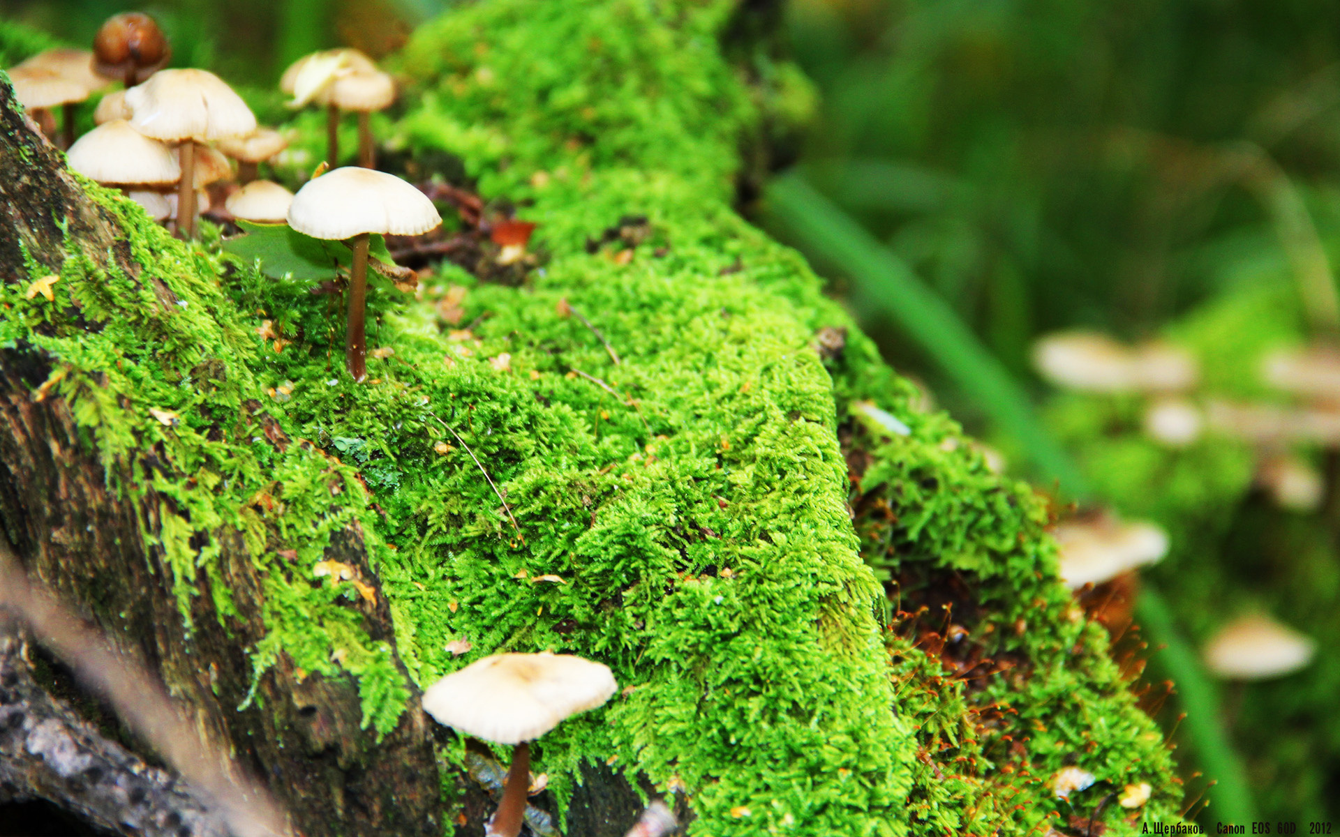 中国香港队的未来:如何借助团体赛制提升整体竞争力,香港队队员