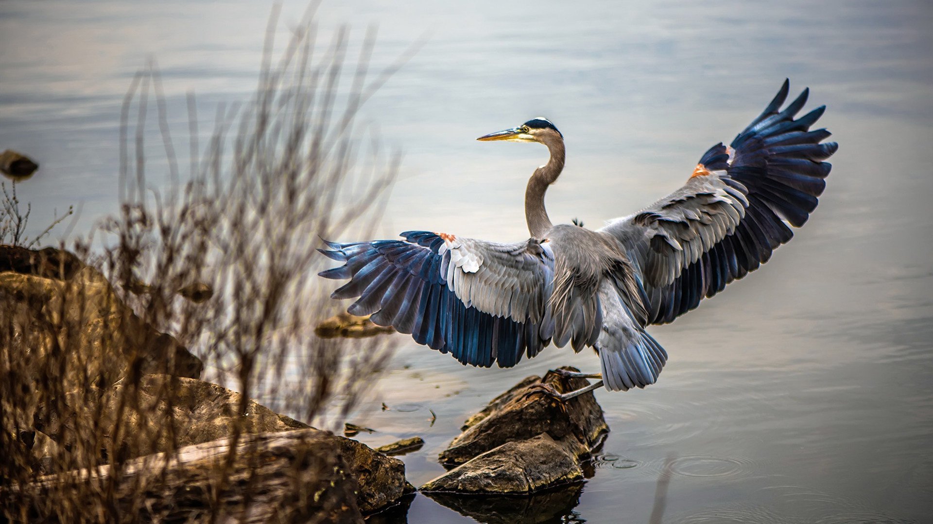 九游网页版官网入口-中美蝶泳后程体能储备策略分化明显，蝶泳业余