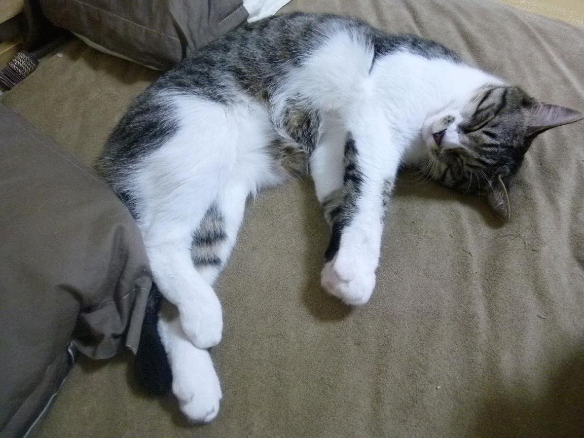 男子100自突破50秒大关，男子百米突破10秒