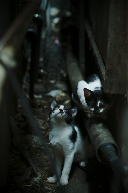 C罗状态回归巅峰世界杯小组赛，c罗参加2022年世界杯