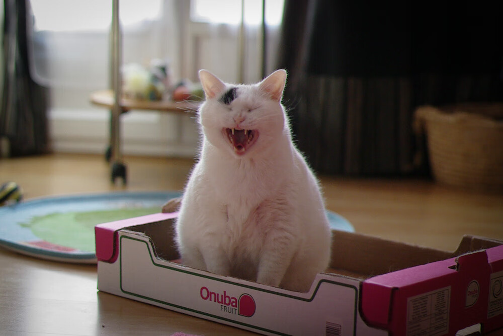 九游娱乐官网 (JIUYOU)-世界青年篮球锦标赛，俄罗斯队和美国队展开新一轮较量，世界青少年联合运动会篮球