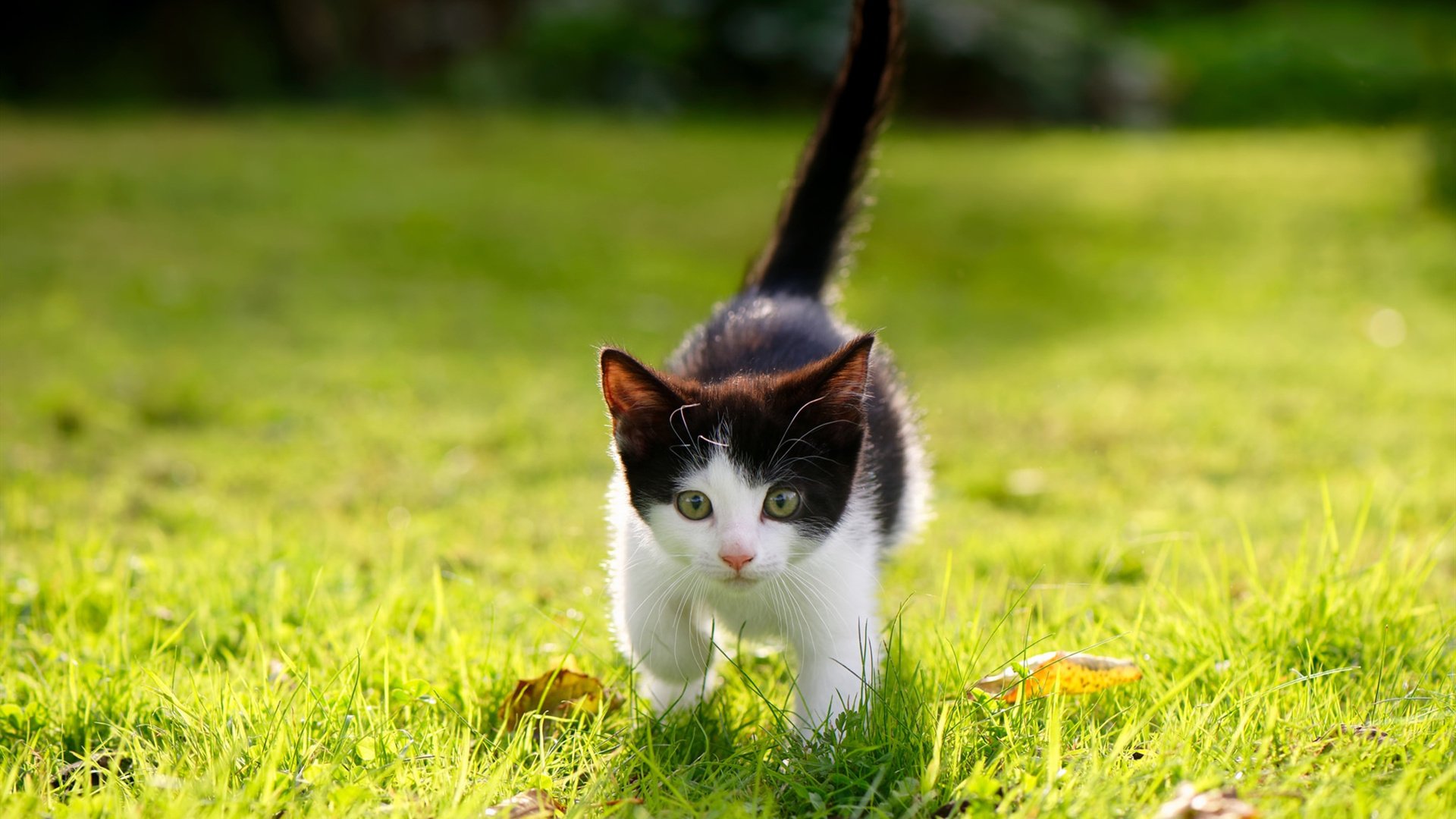 巴勒斯坦男篮在西亚锦标赛中拼搏,期待崛起