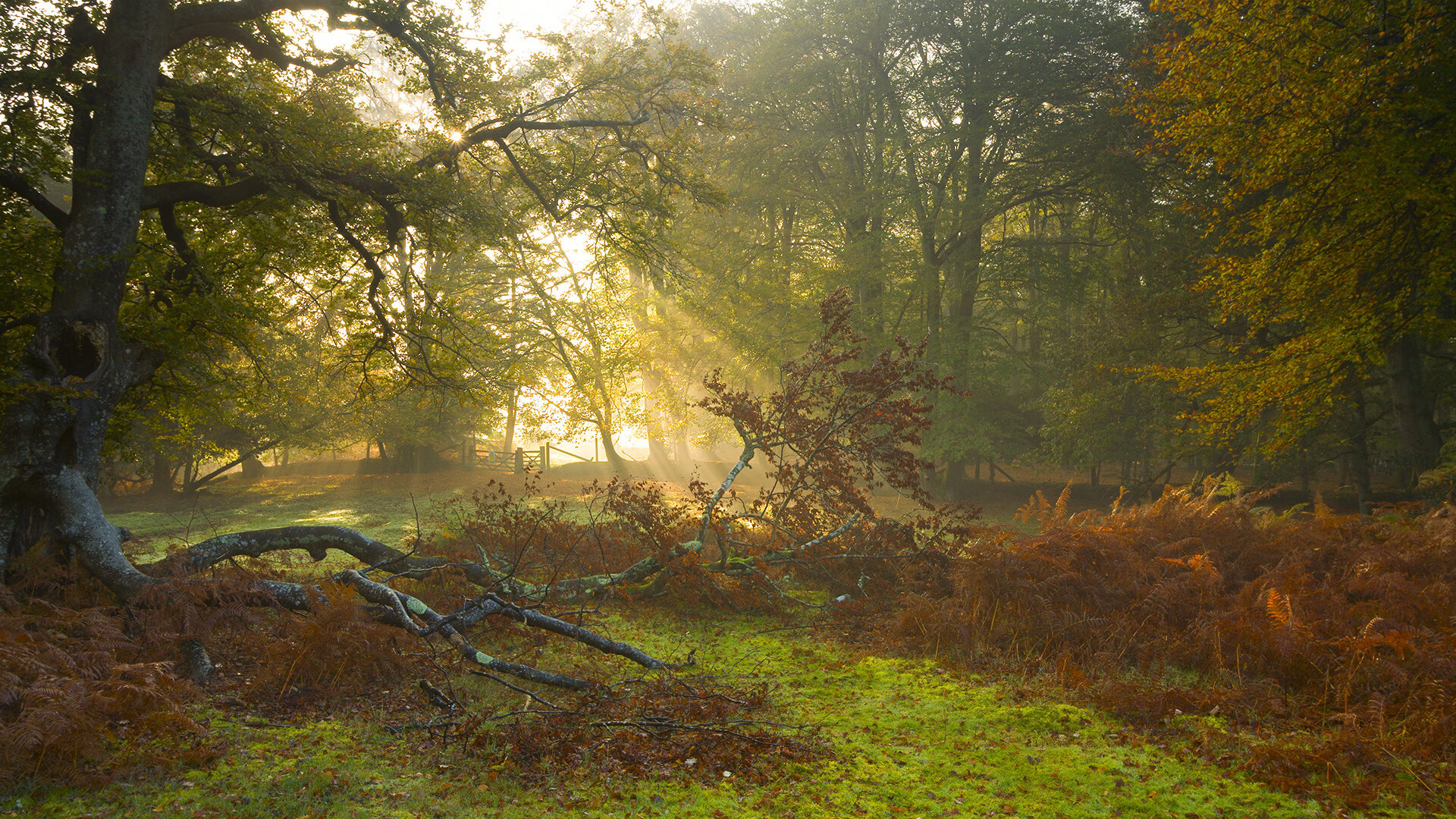 职业俱乐部建立专属文化IP增强品牌延展力，职业俱乐部盈利模式案例